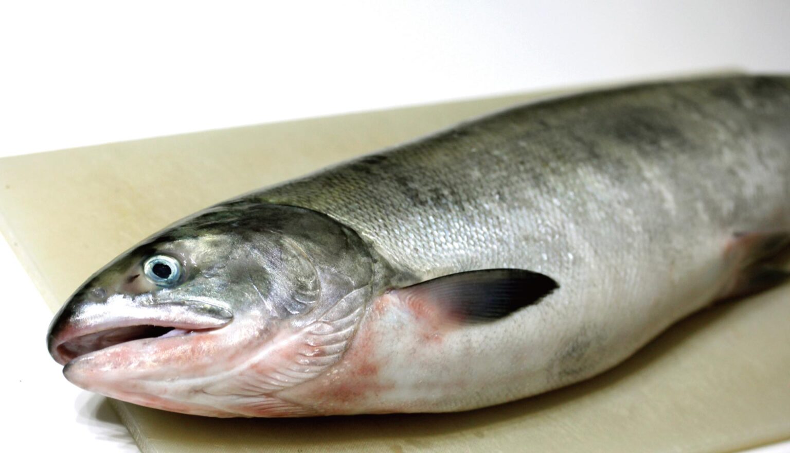 鮭(白鮭) – 魚卵一筋 -三浦水産